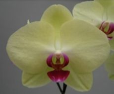 Phal. Sogo Diana