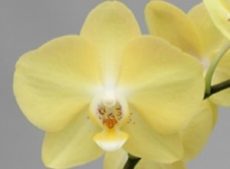 Phal. Sogo Mandala