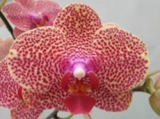 Phal. Sogo Sun Beauty