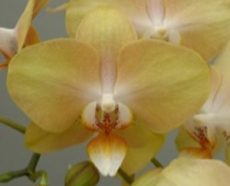 Phal. Sogo Plum