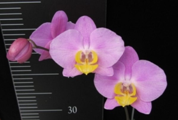 Phal. OX Yellow Lip：圖片 3