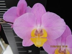 Phal. OX Yellow Lip