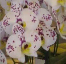 Phal. Gan Lin "LBB31"