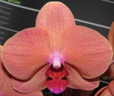 Phal. Fangmei A Hot