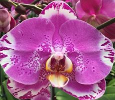 Dtps. OX King X Phal. Fuller's Purple Queen