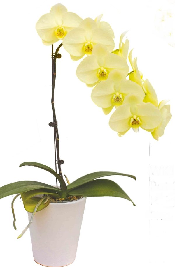 Phal. Morning Moon X Phal. Kinuno Taiyo：圖片 2