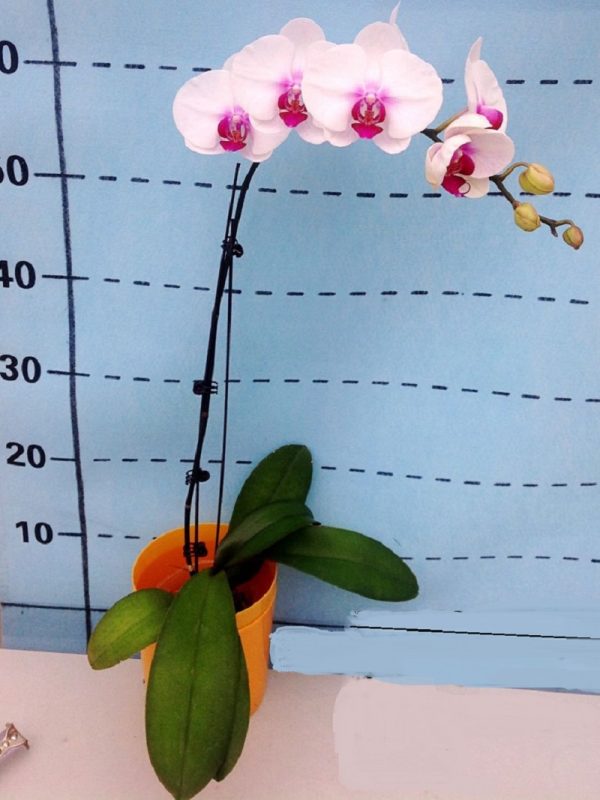 Phal. Snow Heart：圖片 3