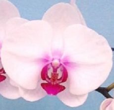 Phal. Snow Heart