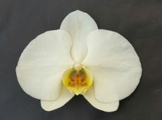 Phal. Chi Yueh Darwin