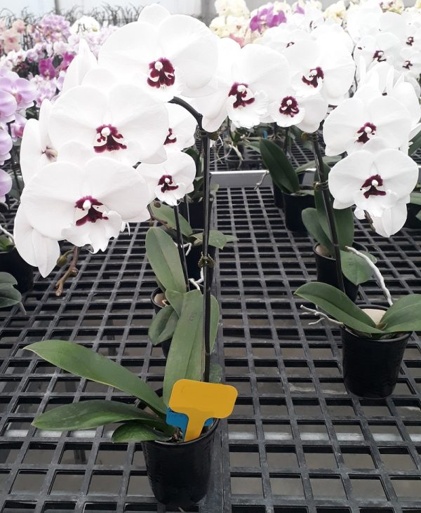 Phal. Yushan Mongo X Phal. Kiss Diamond：圖片 3