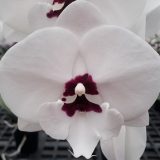 Phal. Yushan Mongo X Phal. Kiss Diamond