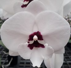 Phal. Yushan Mongo X Phal. Kiss Diamond