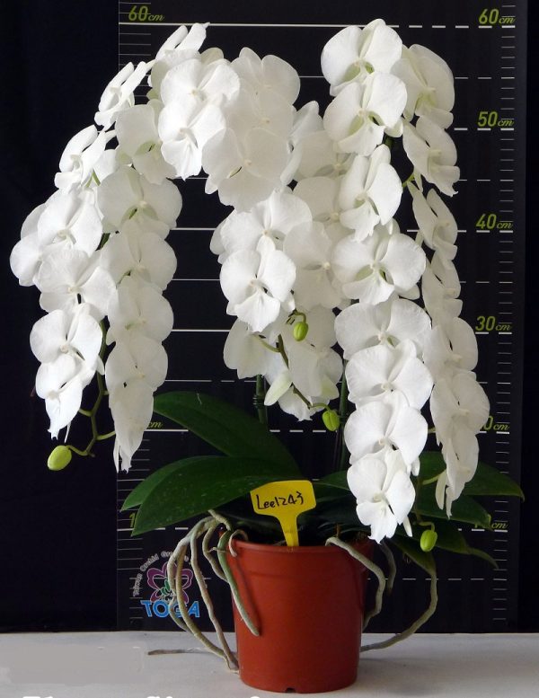 Phal. Tying Shin Valentine's Day X Phal. Fureshing Mark：圖片 3