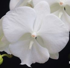 Phal. Tying Shin Valentine's Day X Phal. Fureshing Mark