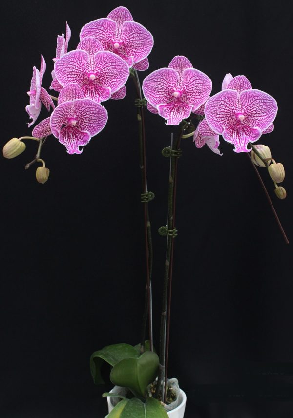 Phal. Charming Leopard X Phal. Yushan Mongo：圖片 2