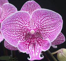 Phal. Charming Leopard X Phal. Yushan Mongo
