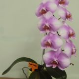 Phal. Jiuhbao Pink Lady X Phal. (Taisuco Bright X Zuma's Pixie)：圖片 3