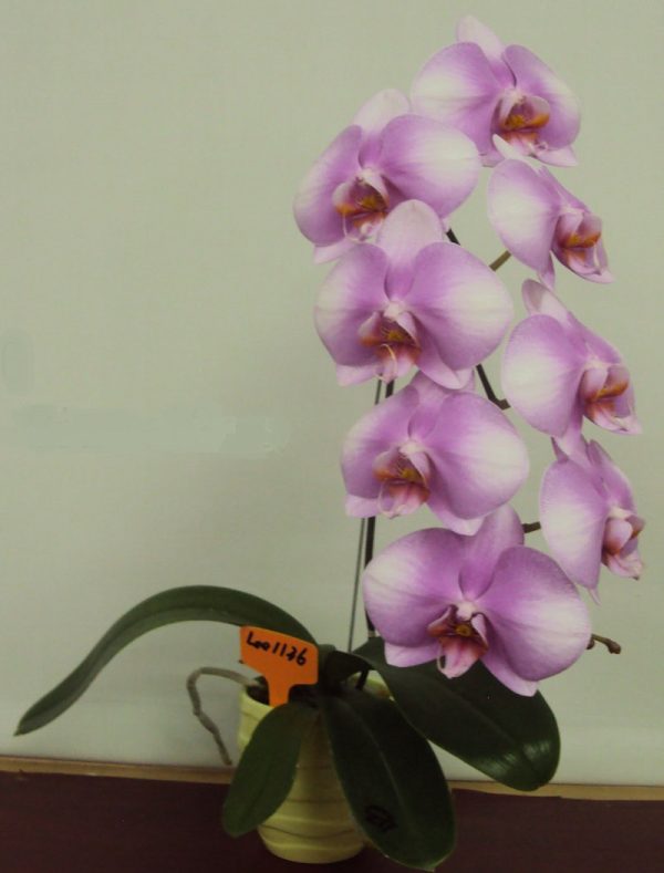 Phal. Jiuhbao Pink Lady X Phal. (Taisuco Bright X Zuma's Pixie)：圖片 3