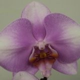 Phal. Jiuhbao Pink Lady X Phal. (Taisuco Bright X Zuma's Pixie)