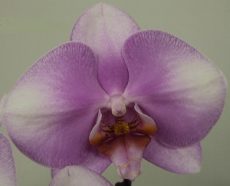 Phal. Jiuhbao Pink Lady X Phal. (Taisuco Bright X Zuma's Pixie)