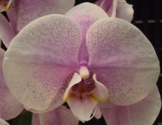 Phal. Jincheng Lover X Phal. Little Gem Stripes