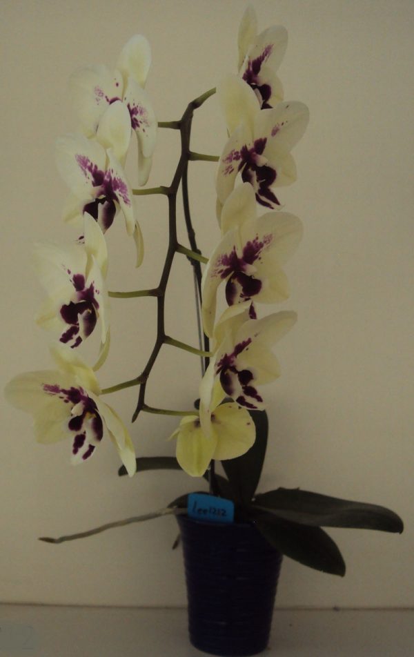 Phal. Bright Peacock X Phal. Yushan Mongo：圖片 3