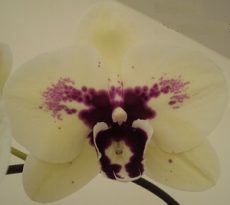 Phal. Bright Peacock X Phal. Yushan Mongo
