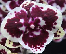 (Phal. OX Honey X Phal. Shin Yuan Golden Beauty ) X Phal. Yushan Mongo