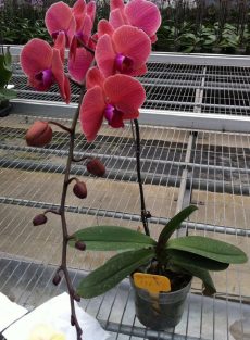 Phal. Da Shyang "1314"