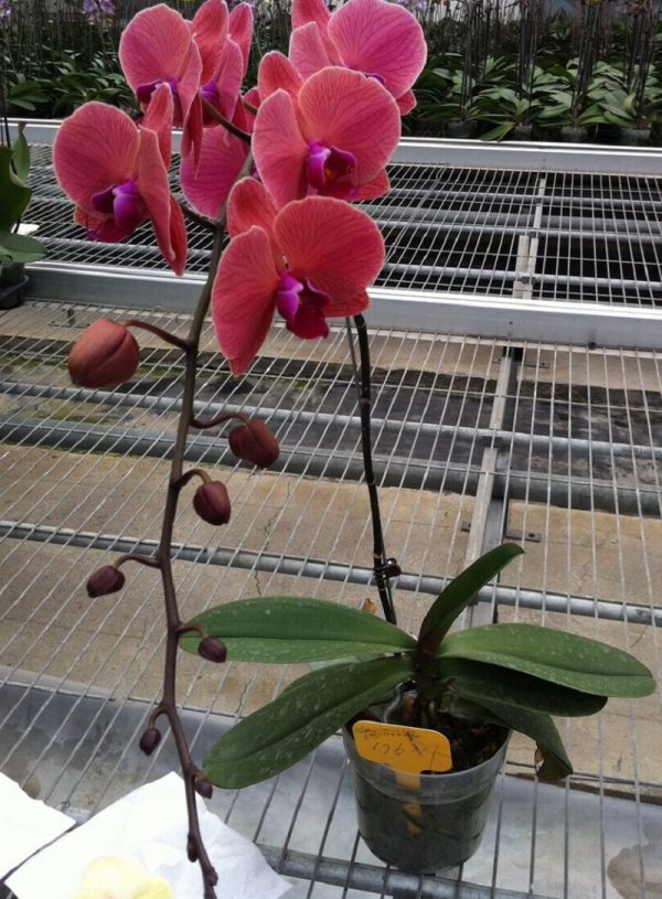 Phal. Da Shyang "1314"
