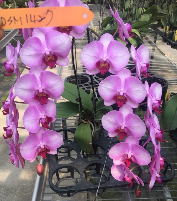Phal. Da Shyang "1427"：圖片 3