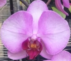 Phal. Da Shyang "1427"
