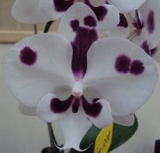 Phal. Nankung's 4.55PM X (Phal. Yu Pin Easter Island X Phal. Amabilis)