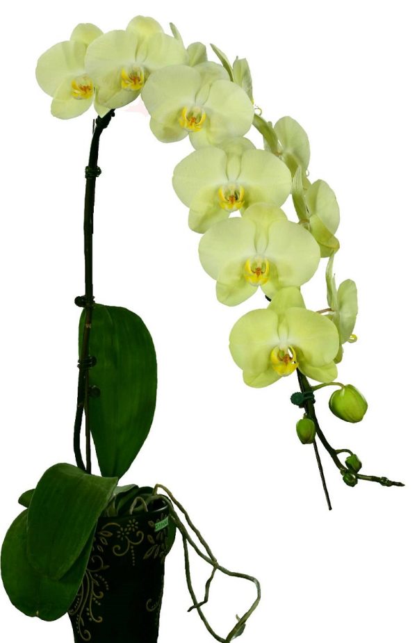 Phal. Fangmei Green Sleeves：圖片 2