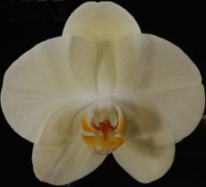 Phal. Fangmei Green Sleeves