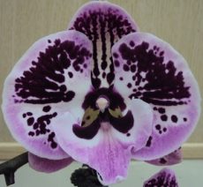 Phal. Yushan Mongo X Phal. Lioulin Black Rose "1203"