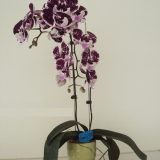 Phal. Yushan Mongo X Phal. Lioulin Black Rose "1276"：圖片 2