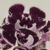Phal. Yushan Mongo X Phal. Lioulin Black Rose "1276"