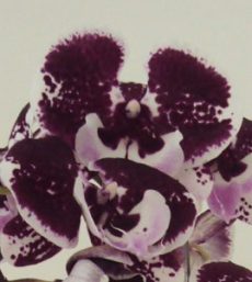 Phal. Yushan Mongo X Phal. Lioulin Black Rose "1276"