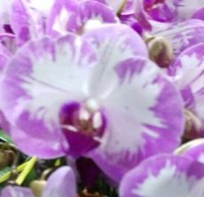 Phal. KV SUN