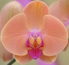 Phal. Orange Star