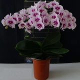 Phal. Lioulin Hot Lip：圖片 2