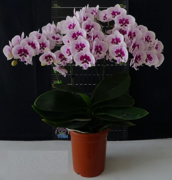 Phal. Lioulin Hot Lip：圖片 2