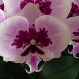 Phal. Lioulin Hot Lip