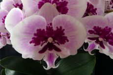Phal. Lioulin Hot Lip