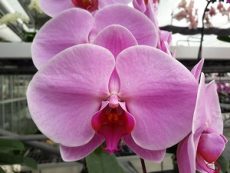 Phal. Empress