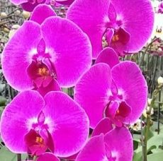 Phal. MS Princess Terasa