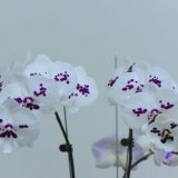Phal. Smile Mask：圖片 2
