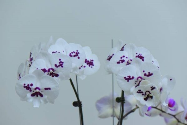 Phal. Smile Mask：圖片 2