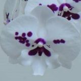 Phal. Smile Mask